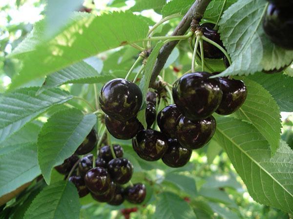 grote vruchten van donkere kleur