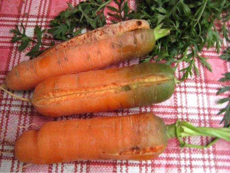 je li moguće jesti mrkvu sa zelenom jezgrom