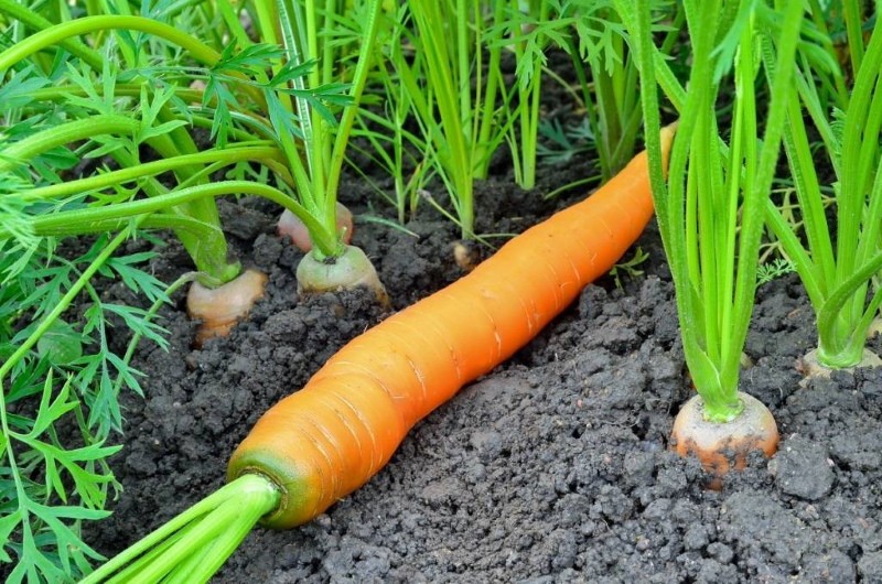 waarom hebben wortelen een groene kern?