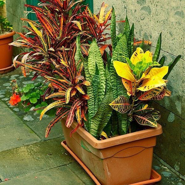 Crotons in potten op de binnenplaats