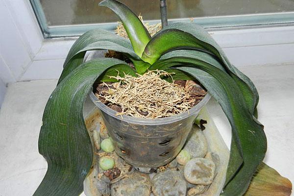 In de winter kan er bevriezing optreden op de plant op de vensterbank.