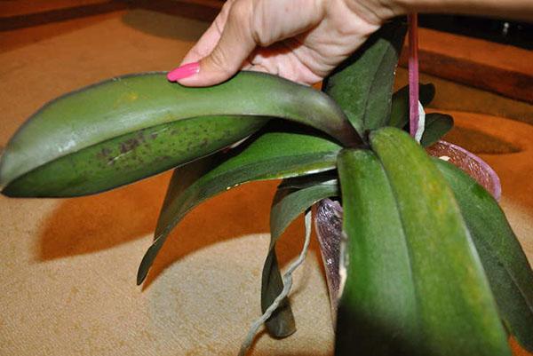 Trage bladeren van een orchidee kunnen zijn met onvoldoende of overmatig water geven.