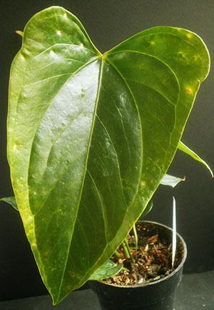 Listovi anturija osjetljivi su na sobnu temperaturu, način osvjetljenja i vlažnost zraka
