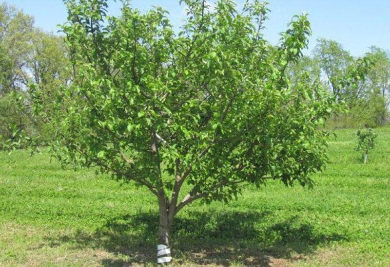 appelboom Bashkir schoonheid