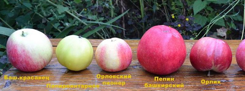 vergelijking van appelrassen