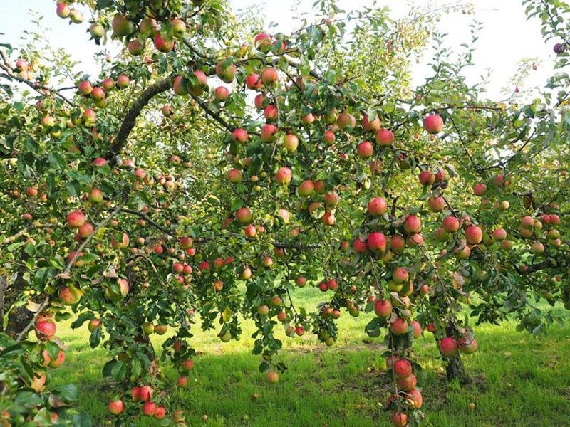 appelboom die overvloedig Bashkir-schoonheid draagt