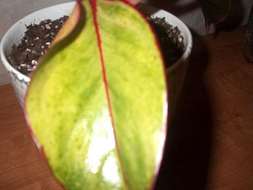 Aglaonema plant groeit langzaam