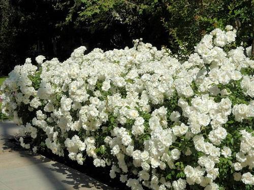 Bijele ruže