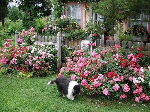 ruže uz ogradu