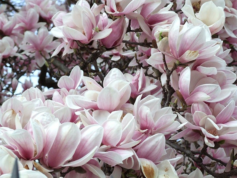 lichtroze magnolia bloemen