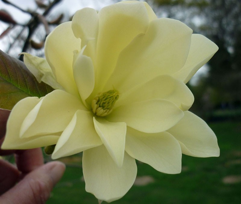 romige magnolia bloemen