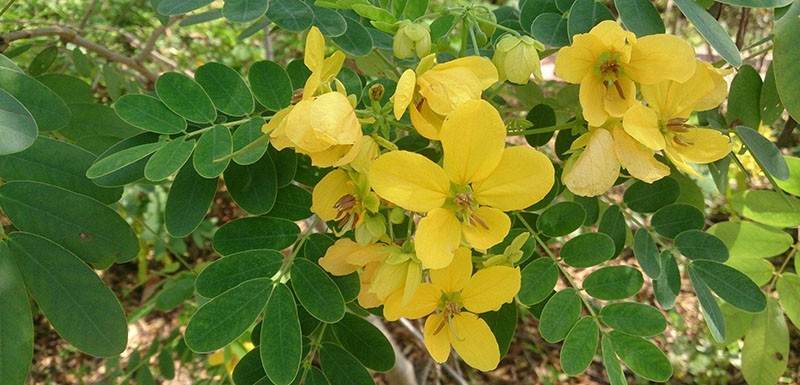 gele bloemen van cassia