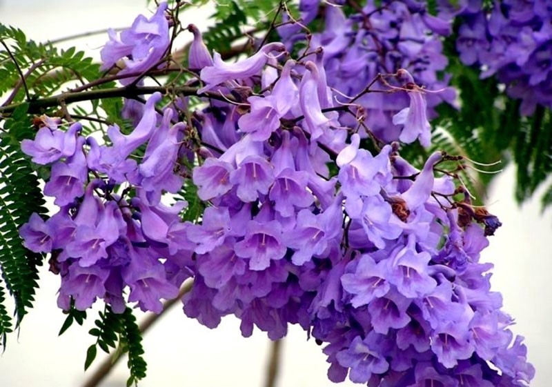de viooltjesboom staat in bloei