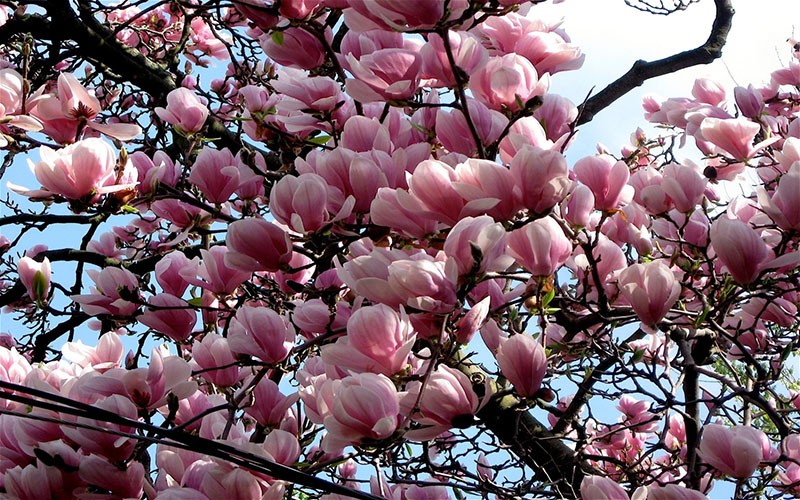 bloeiende magnoliabomen