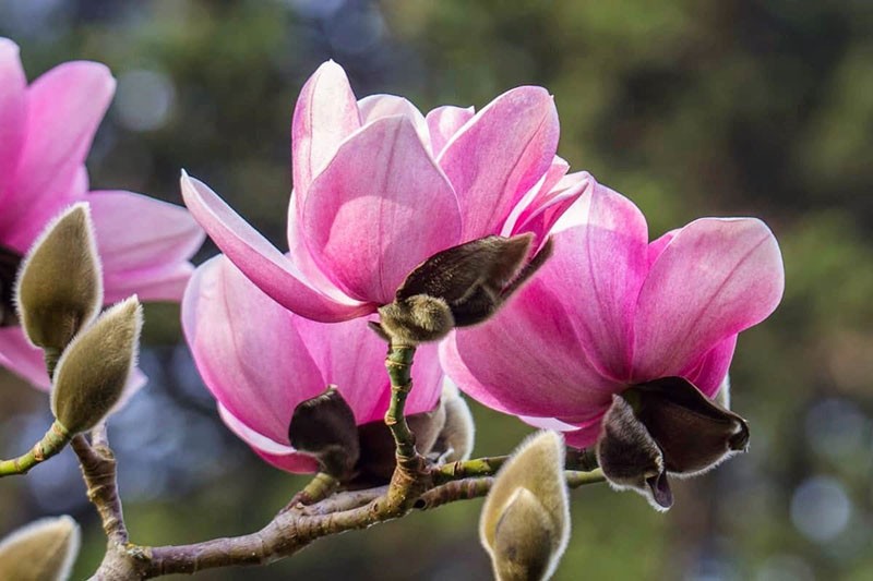 geurige magnolia bloemen