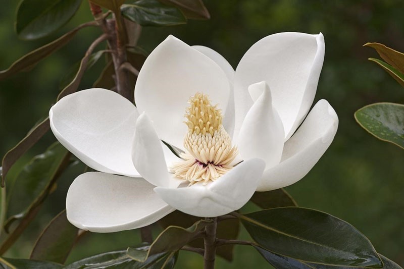 witte magnolia bloemen