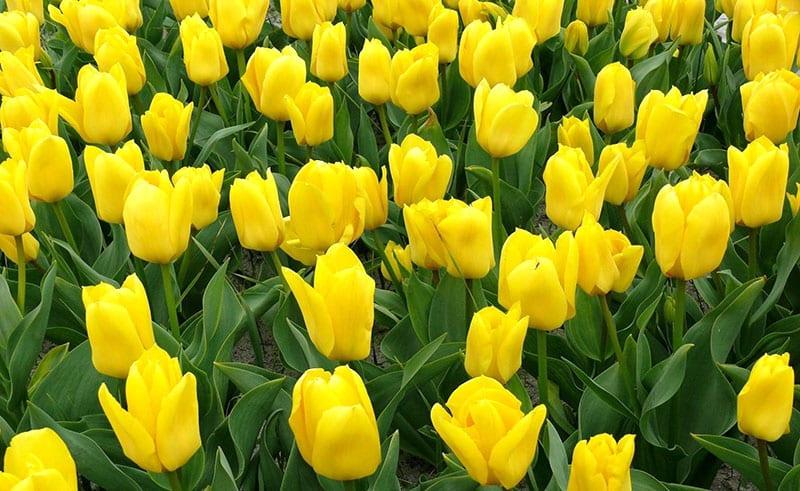 svijetli sunčani tulipani