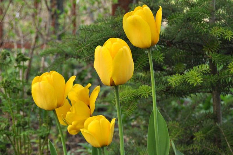 tulipani Golden Apeldoorn
