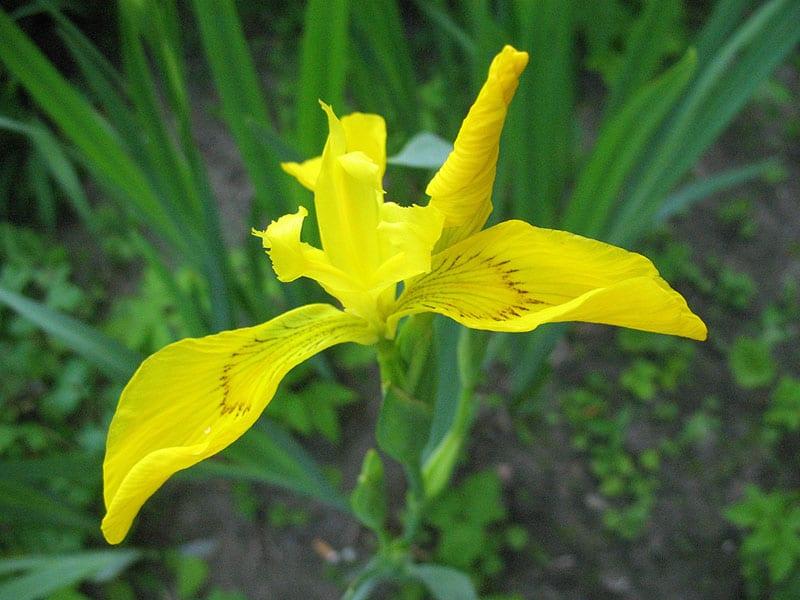 iriskolibrie