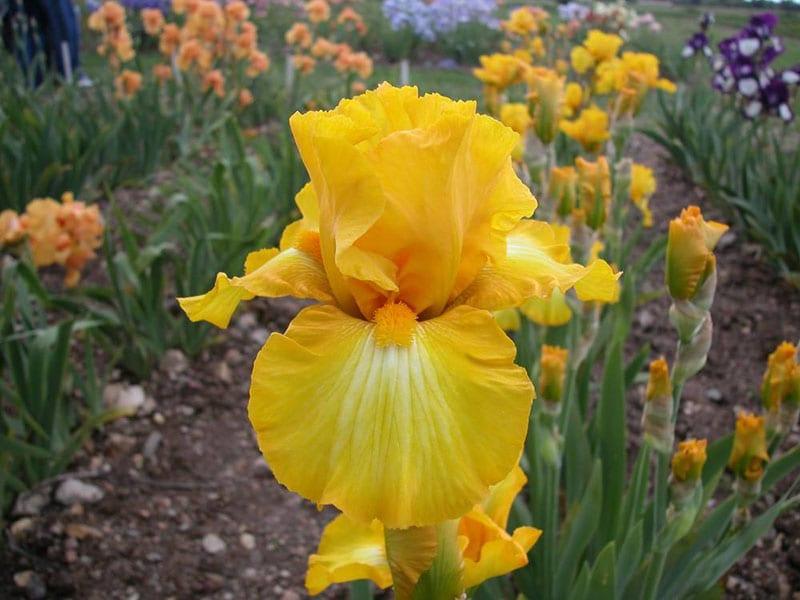 iris zlatna