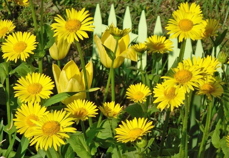 exquise gele bloemen voor tuin