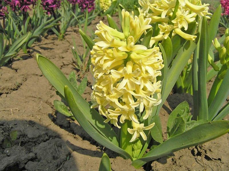 delicate hyacinten