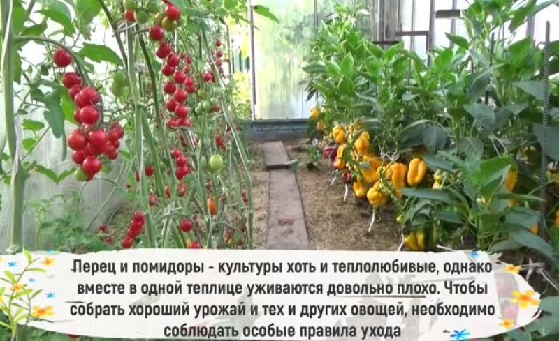 is het mogelijk om andere paaslenische planten met peper te planten