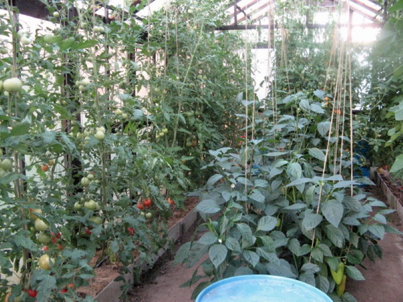 s čime možete saditi papriku u stakleniku