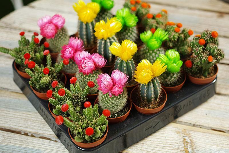 bloeiende cactussen