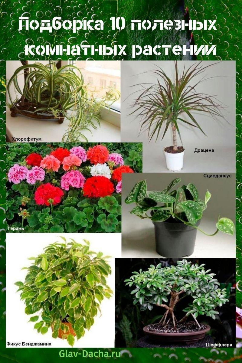 korisne sobne biljke