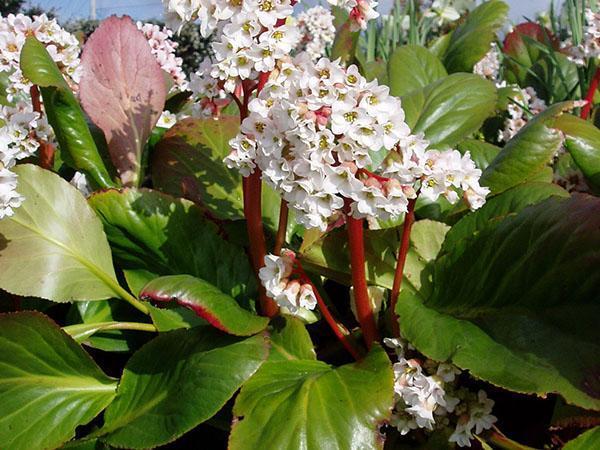 Witte bloeiwijzen van de badan-variëteit Bressingham White