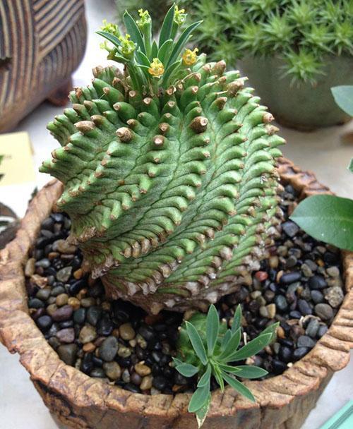 Hybride plant Euphorbia obesa x Bupleurifolia