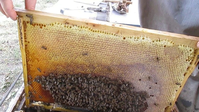 toename van het aantal jonge bijen