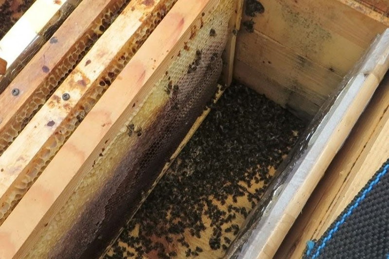bijen voeren in de winter