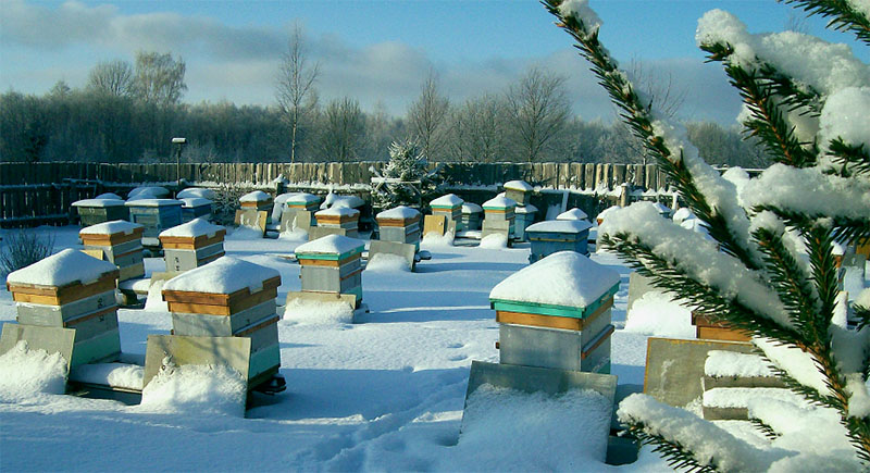 bijenstal in de winter
