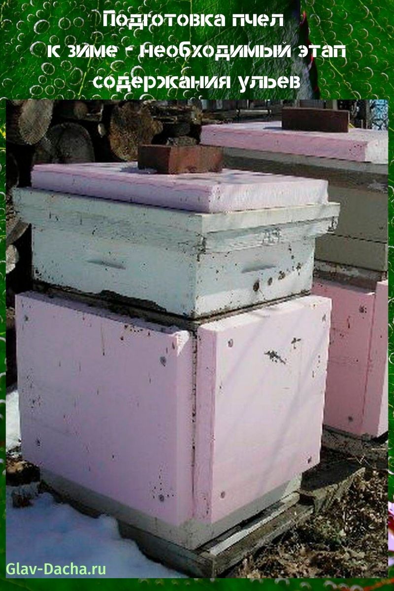 bijen voorbereiden op de winter