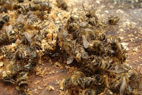 Uvarak, tinktura, krema izrađuju se od pčelinje gliste