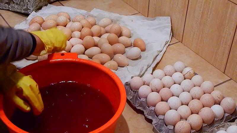 verwerking van eieren voor het plaatsen in de broedmachine