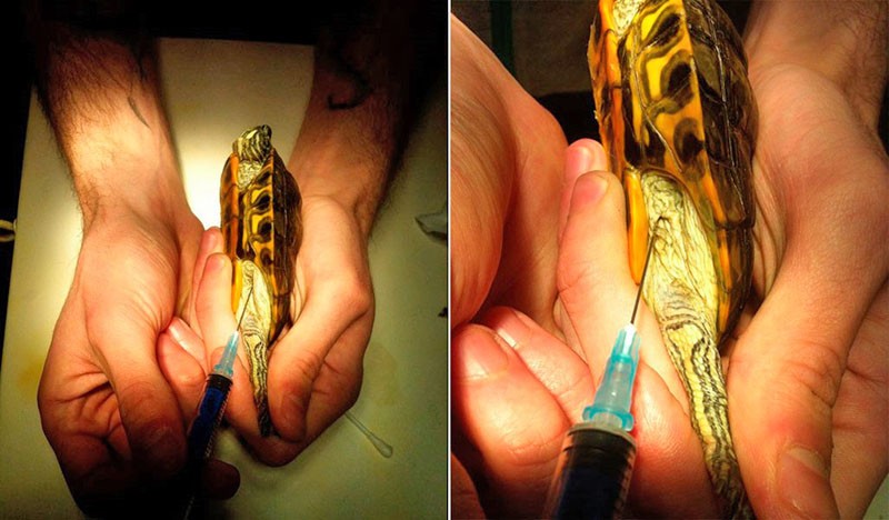 tečaj liječenja eleovitisa kornjače