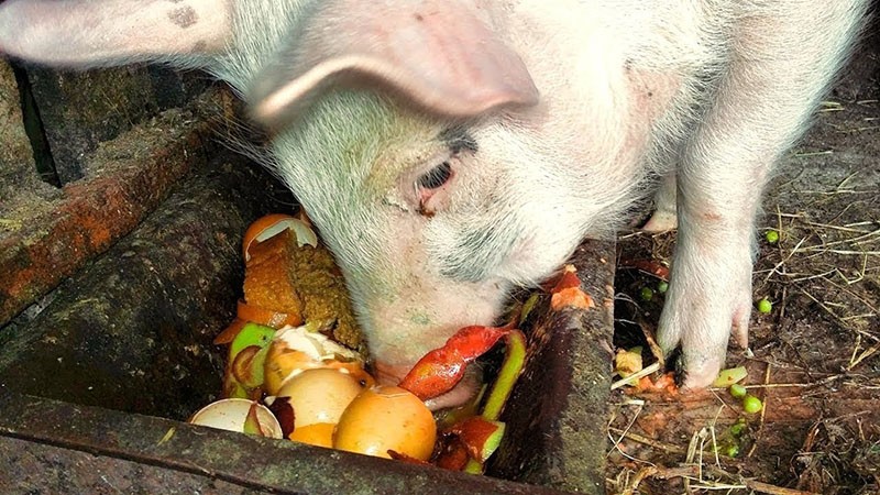 hranjenje svinja