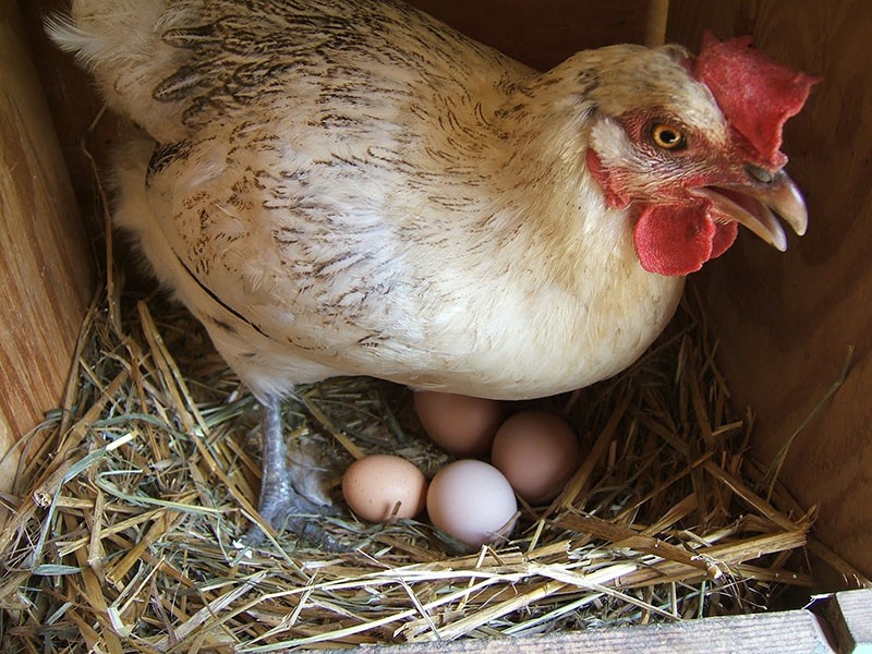 eleovita za povećanje proizvodnje jaja