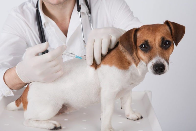 injectie voor hond