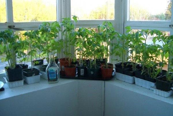 zorg voor tomatenzaailingen op de vensterbank
