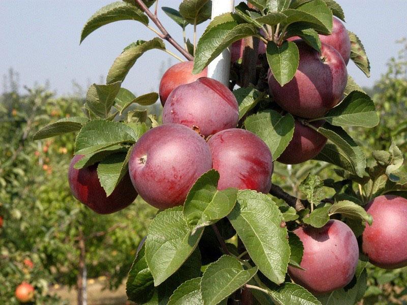 opis spartanskog stabla jabuke
