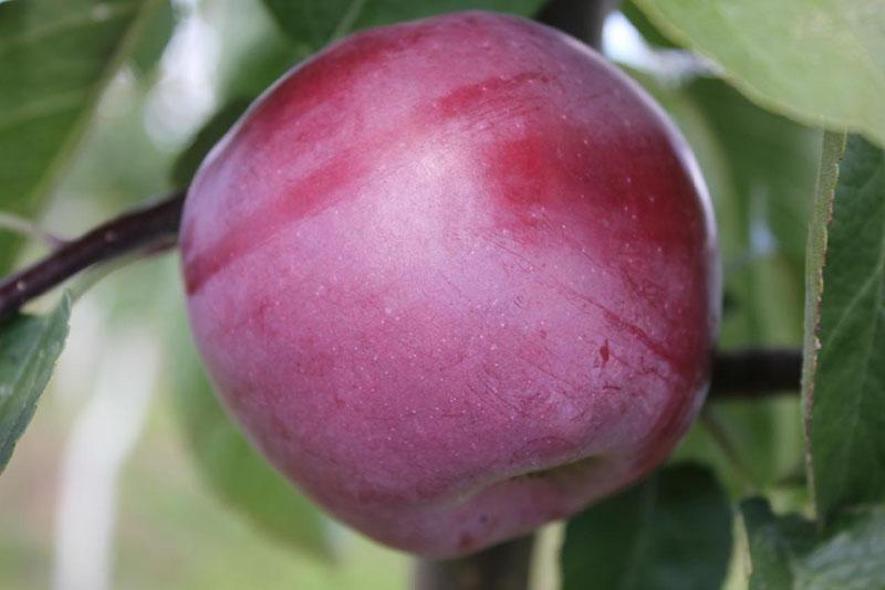 sočan slatki plod stabla spartanske jabuke