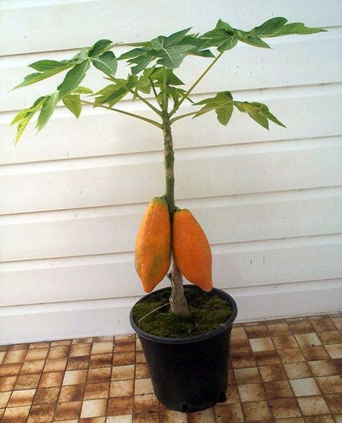 plodonosna papaja u kući