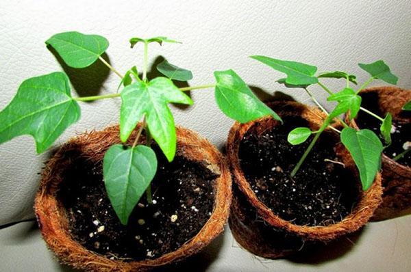 uzgoj papaje iz sjemena kod kuće: