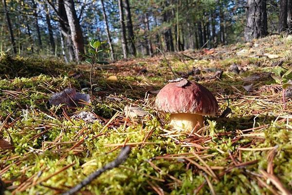 paddenstoelen groeien in het bos
