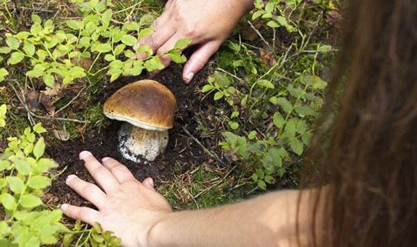 zoeken naar paddenstoelen