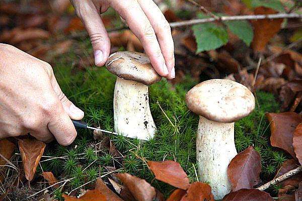 Snijd de champignons met een scherp mes